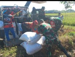 Kodim Boyolali Dukung Program Bulog Melalui Serapan Gabah Petani