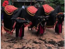Kesenian Bantengan Gelap Ngampar, Profesional Dalam Melestarikan Kebudayaan Bangsa Indonesia