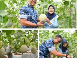 Panen Melon Hidroponik, Lanud Abd Saleh Wujudkan Kemandirian Pangan dan Dukungan Gizi Keluarga