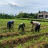 Optimalkan Hasil Panen Jagung, Pak Bhabin Bersama Kelompok Tani Monitoring dan Perawatan Tanaman