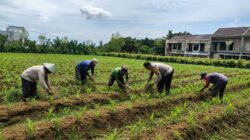 Optimalkan Hasil Panen Jagung, Pak Bhabin Bersama Kelompok Tani Monitoring dan Perawatan Tanaman
