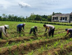 Optimalkan Hasil Panen Jagung, Pak Bhabin Bersama Kelompok Tani Monitoring dan Perawatan Tanaman