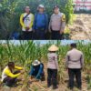 Jagung Mulai Bertongkol, Polisi dan Petani Bandungrejosari Optimistis Panen Hingga 30 Ton