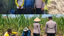 Jagung Mulai Bertongkol, Polisi dan Petani Bandungrejosari Optimistis Panen Hingga 30 Ton
