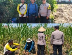 Jagung Mulai Bertongkol, Polisi dan Petani Bandungrejosari Optimistis Panen Hingga 30 Ton